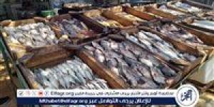 أسعار السمك البلطي والبوري اليوم الإثنين 17-6-2024 في محافظة سوهاج