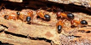 الفجر سبورت .. العالم اليوم - ليس البشر فقط..النمل أيضا يجري عمليات بتر أطراف منقذة للحياة