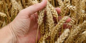 الفجر سبورت .. «التموين»: صرف مستحقات المزارعين خلال يومين من توريد القمح