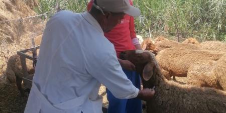 تحصين 273 ألف رأس ماشية ضد مرضى الحمى القلاعية في البحيرة .. بوابة الفجر سبورت