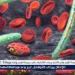 أول تعليق للصحة على ما تردد عن انتشار مرض الملاريا في مصر